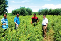 Vận động doanh nhân và nông dân miền núi phát triển cây dược liệu