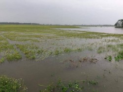 Hàng trăm ha lúa hè thu tại huyện Hưng Nguyên đã bị ngập sâu trong nước
