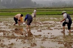 Nông dân Đô Lương ra quân diệt ốc bươu vàng hại lúa Xuân