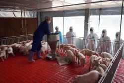 Bình ổn giá thịt lợn: Đưa giá lợn xuống 60.000 đồng/kg vào tháng 9.