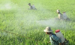 Danh mục thuốc bảo vệ thực vật bị cấm sử dụng tại Việt Nam