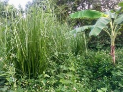 Cách loại cỏ nên giữ trong vườn để bảo vệ và nâng cao chất lượng đất