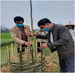 Nông dân Con Cuông ra quân trồng 60 Cây bằng lăng