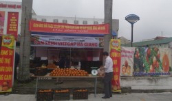 43 tấn cam sành Hà Giang được tiêu thụ trên địa bàn Nghệ An
