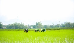 Tuyên truyền vận động hội viên, nông dân thực hiện nghiêm Đề án sản xuất trồng trọt vụ Hè Thu - Mùa năm 2021