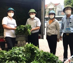 Nông dân Thanh Chương hỗ trợ thành phố Vinh 3 tấn rau xanh