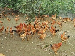 Hưng Nguyên: Hiệu quả mô hình hộ nông dân chăn nuôi gà DABACO
