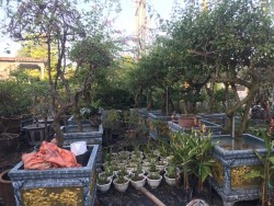 Nghệ An: Cả làng trồng các loại cây cảnh đang hot, trồng đến đâu người ta "khuân" đi hết