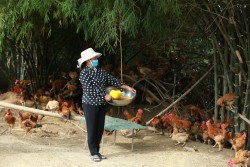Điểm mới trong đào tạo nghề cho lao động nông thôn ở Nghệ An