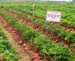 Kỹ thuật trồng khoai lang cho năng suất bội thu