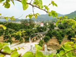 Ban hành Thể lệ Cuộc thi “Vườn chuẩn nông thôn mới đẹp” tỉnh Nghệ An năm 2022
