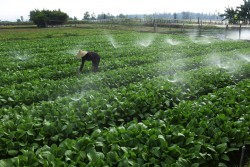 Nông dân Quỳnh Liên: Hướng tới sản xuất nông nghiệp sạch, an toàn