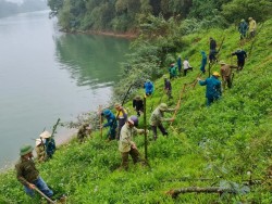 Nông dân Nghệ An trồng tre tạo bờ kè sinh thái dọc sông Lam