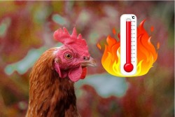 Tổng hợp 6 cách chống nóng cho gà