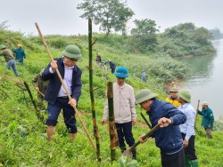 Nông dân Anh Sơn kiến tạo những lũy tre thắp xanh đôi bờ sông Lam