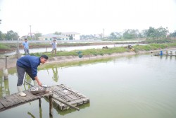Kỳ vọng nghề nuôi cá vược ở Diễn Châu