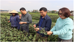 Chuỗi liên kết trồng cây dược liệu mở hướng đi mới