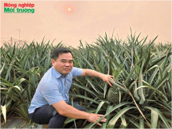 Khởi tạo vùng trồng dứa hàng hóa