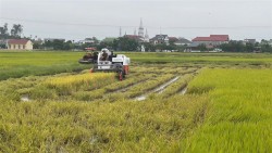 Hội Nông dân tỉnh Nghệ An: Triển khai phương án hỗ trợ nông dân thu hoạch lúa vụ xuân năm 2026