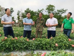 Nghệ An đánh thức tiềm năng dược liệu trong thời kỳ mới