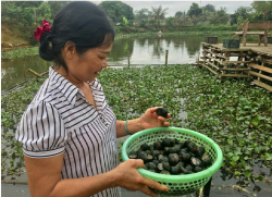 Nuôi ốc bươu đen làm giàu