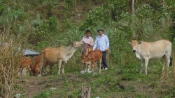 Làm giàu từ nguồn vốn Quỹ Hỗ trợ nông dân