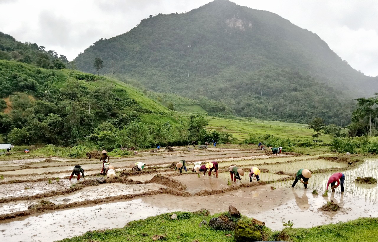 trong 3 ngay cac thanh vien da hoan tat 075 ha lua nuoc giup gia dinh