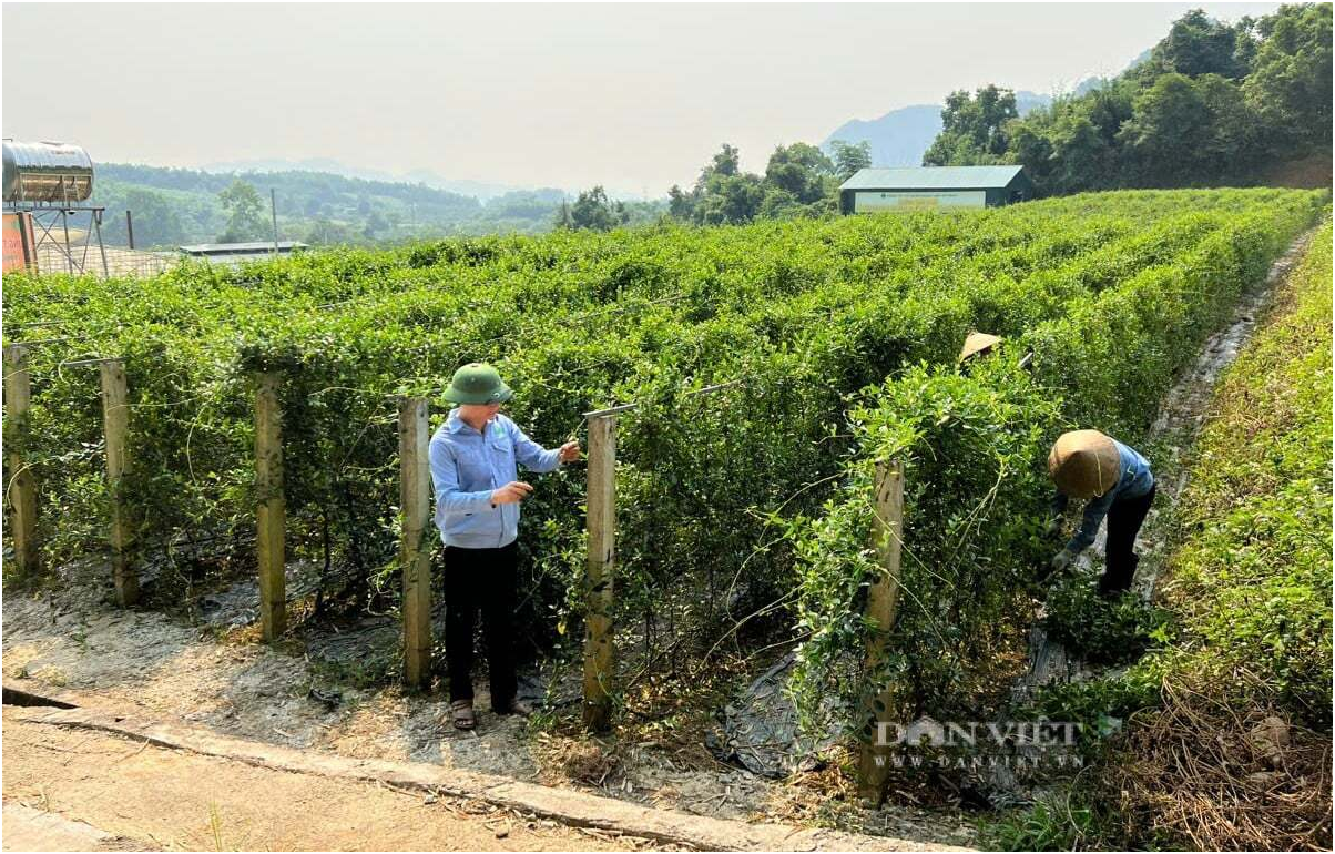 khu vuc trong cay thao duoc che day cua cong ty cp duoc lieu pu mat tai xa con cuong tinh nghe an