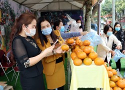 Hà Giang: Hội Nông dân tỉnh hỗ trợ hội viên tiêu thụ cam sành