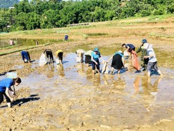 Lễ ra quân diệt trừ Ốc bươu vàng hại lúa vụ Mùa năm 2023