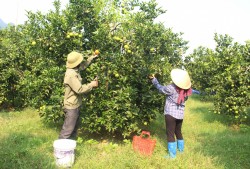 Nông dân Anh Sơn đoàn kết giúp nhau giảm nghèo bền vững