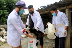 Thực hiện nghiêm các biện pháp phòng chống bệnh Dại động vật và bệnh Cúm gia cầm