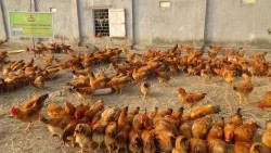Quy trình Chăn nuôi gà theo hướng an toàn sinh học