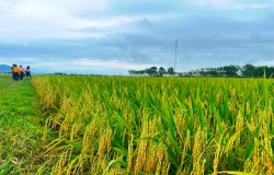 Giải pháp với vấn đề thiếu nước trong sản xuất lúa một số nơi ở Nghệ An.