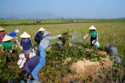 Hội Nông dân xã Xuân Thành (Yên Thành) với phong trào sản xuất phân hữu cơ vi sinh