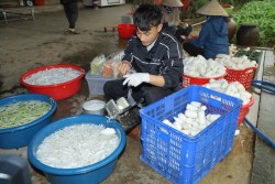 Nông dân Hoàng Mai xây dựng mô hình sản xuất nông nghiệp công nghệ cao gắn với liên kết chuỗi giá trị